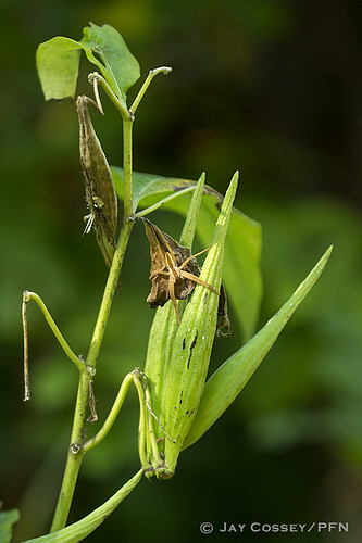 plants ontario spider milkweed wildflower arachnida naturephotography macrophotography foodplant skunksmisery middlesexco photographerjaycossey