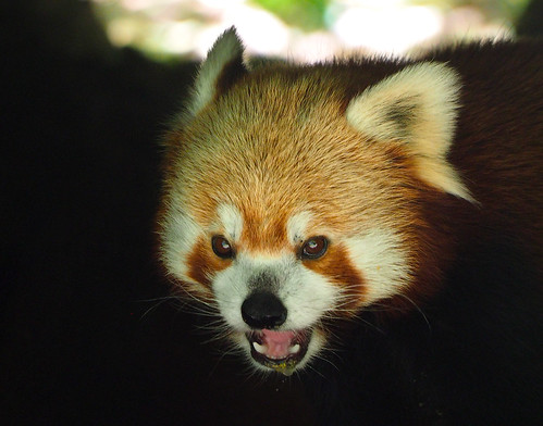 park red zoo panda binder
