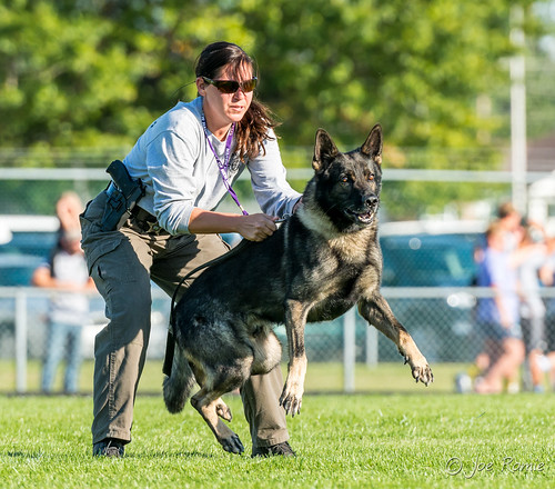 dog animal demo attack police indiana canine newhaven k9 eager restrain trained
