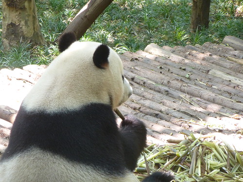CH-Chengdu-Panda-géant (13)