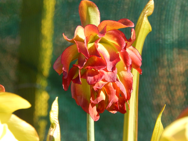 Sarracenia leucophylla "Tarnok", flower
