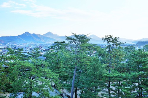 mountain tree japan pine view kotohira
