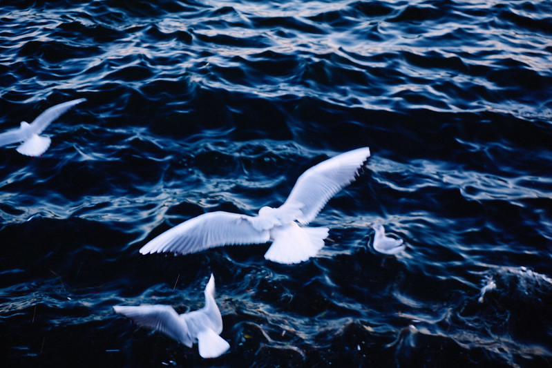 Yokohama Seagull - A6000