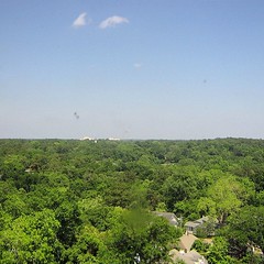 A view of tallahassee from the 12th floor of a building. You would not know that there are houses under all of those trees!