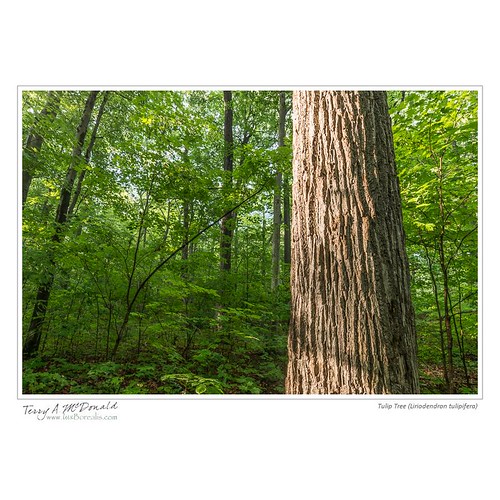 ontario canada nature environmental longpoint deciduousforest portrowan oldgrowthforest carolinianforest norfolkcounty nikond800e