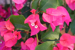 bougainvillea; paper flower