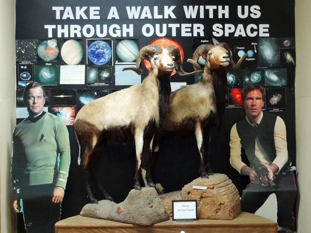 star-trek-bighorn-sheep