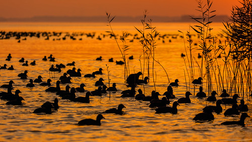 holland nederland veluwemeer birds vögel sunset sonnenuntergang herbst autumn water lake see hüttel jhuettel