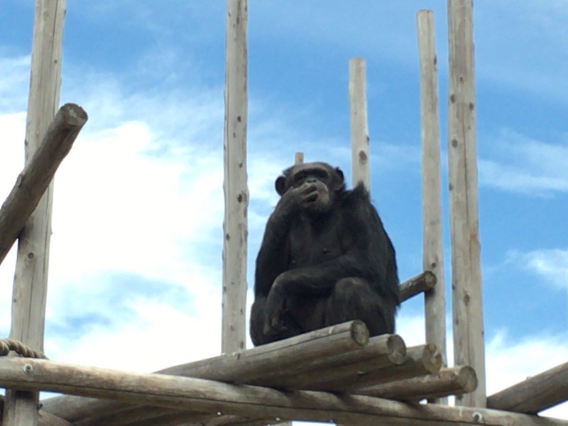 神戸王子動物園チンパンジー
