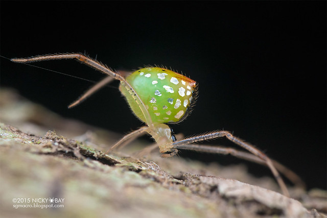 Mirror comb-footed spider (Thwaitesia sp.) - DSC_3311