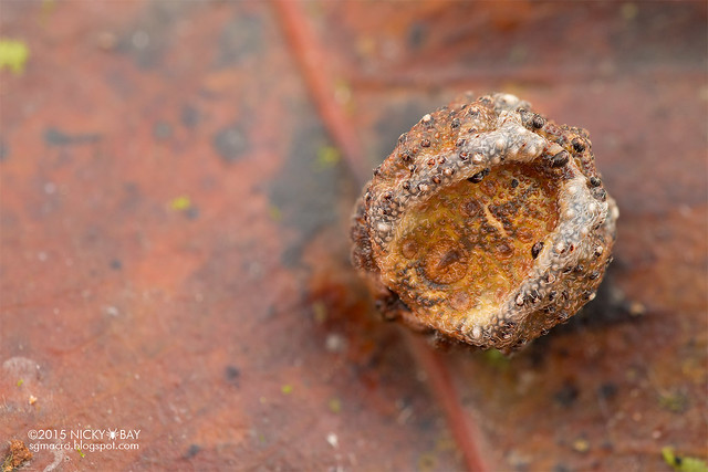Roly poly orb weaver (Xylethrus scrupeus) - DSC_3964