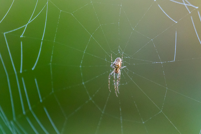 Spider on an net