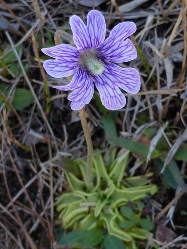 blueflowerbutterwort pinguiculacaerulea stmarkswildliferefuge
