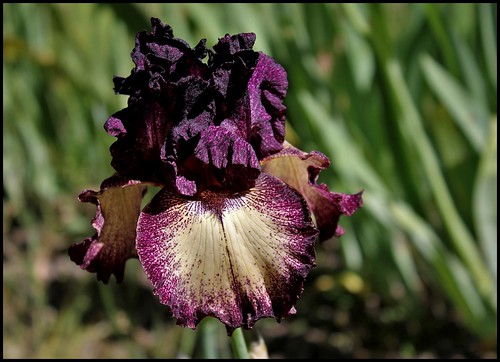 Iris Epicenter (2)