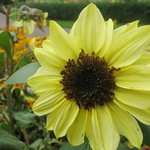 Florence Park Sunflowers