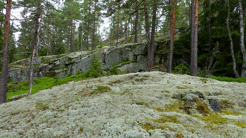 summer june forest finland geotagged lichen fin cladonia 2015 loimaa satakunta 201506 20150627 20150726 geo:lat=6095752740 geo:lon=2303863048 korkeusvuori