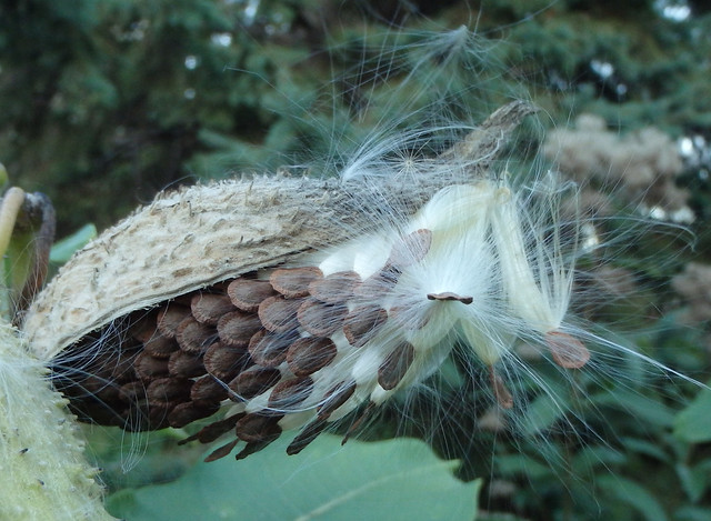 milkweed seed pod that has just opened, with seeds still inside