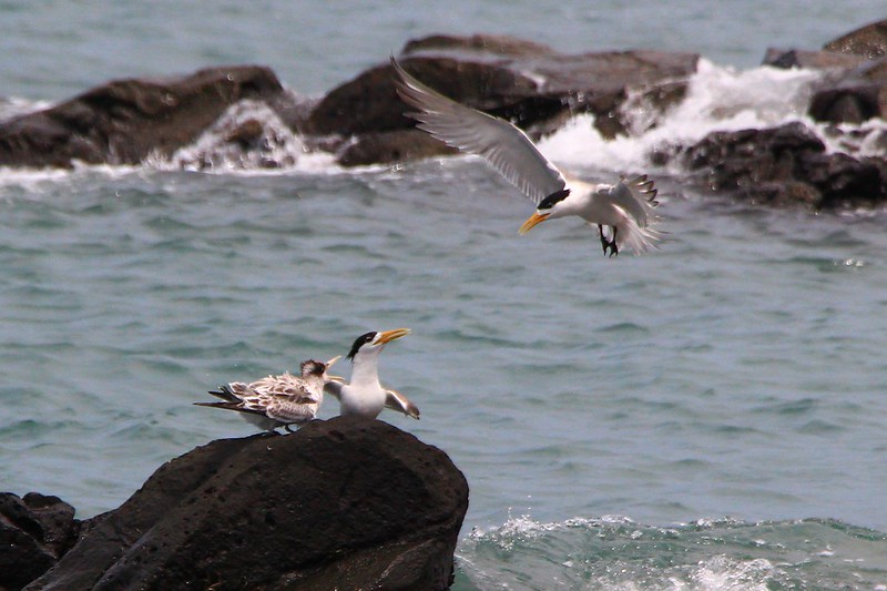 IMG_3146 鳳頭燕鷗 Greater Crested Tern