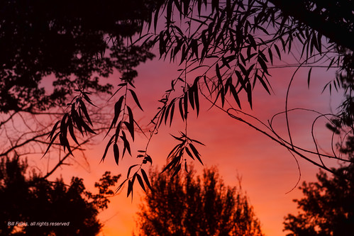 trees light color leaves silhouette sunrise kansas cpimages