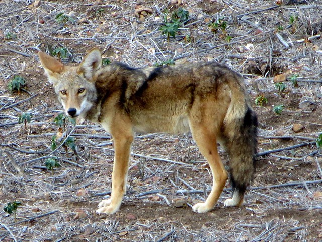 coyote gaze