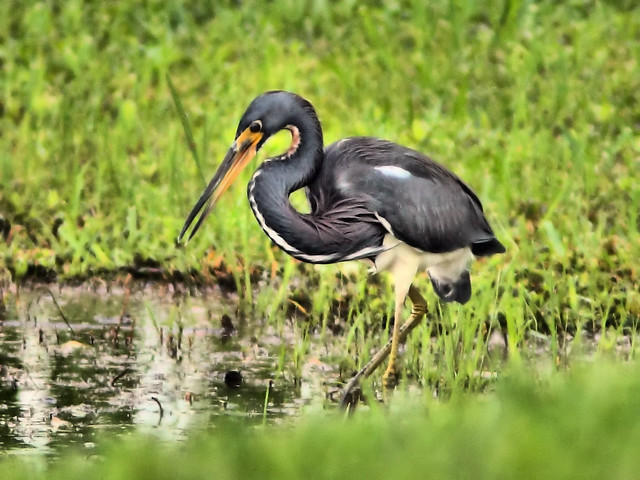 Tricolored Heron HDR 20151205