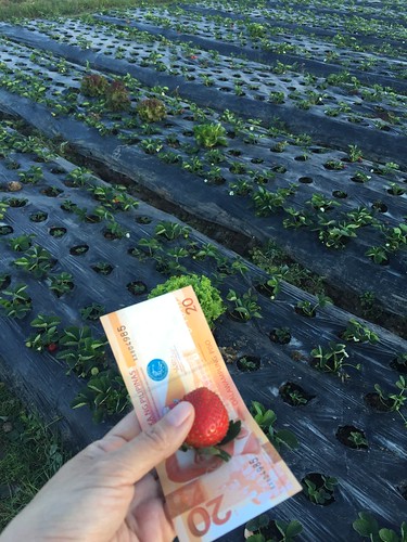 strawberry farm baguio 117