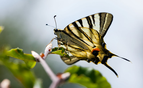 butterfly albania papilionidae iphiclides podalirius korçë dardhë