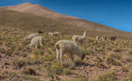 bolivia lamas