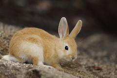 un lapin	


rabbit