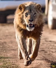 The Charge!!!  This was the first time I have seen a full grown male lion run at full speed. It was beautiful. I was the only person facing the lion, the rest were following the lion. Mpakasi in full speed!! The future king of NNP  As we lock horns with K