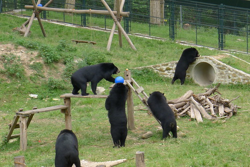 Bears are excited about playing with a new ball (1)