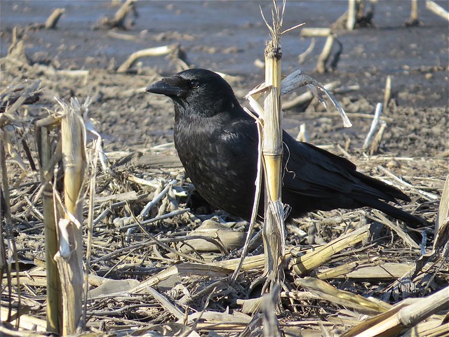 American Crow in Livingston County, IL 02