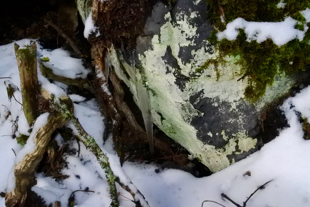 Lichen icicle