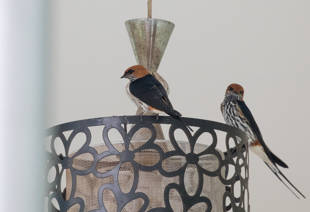 Lesser Striped-Swallow