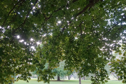 iowa belleplaine aroundtown franklinpark park tree leaves sunlight 2016 sonyrx100ii