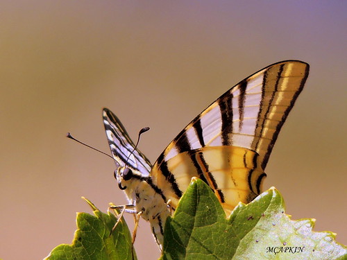animal butterfly insect outdoor türkiye beyaz gaziantep anatolia böcek kelebek anadolu kırlangıçkuyruk