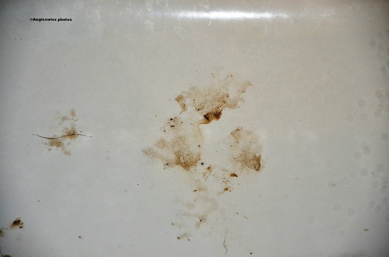 Tabby paw prints in the bathroom