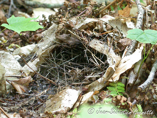 canada bird nid nest wildlife birding newbrunswick ornithology birdwatching oiseau drummond faune ovenbird ornithologie parulinecouronnée