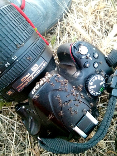 ants love cameras
