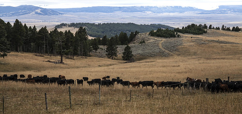 mountains fence montana cows