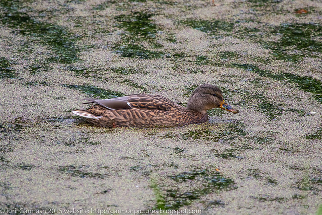 Only mallard ducks did slowly rest in the park's pond