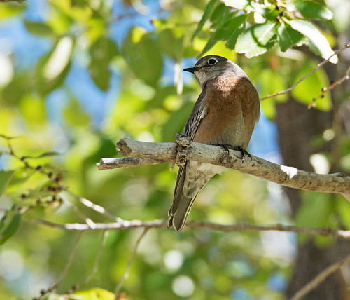 newmexico birds birding thrush landbird