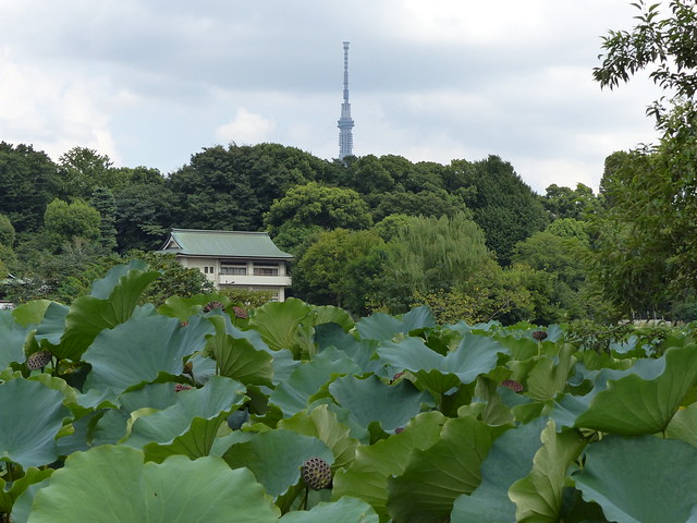 City views from Ueno Zoo