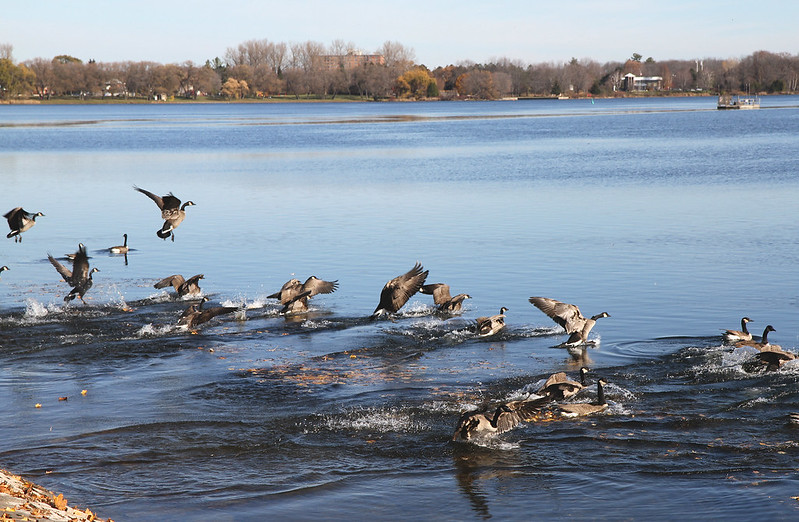 geese takeoff