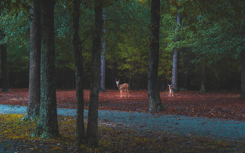 park trees color nature beautiful forest deer