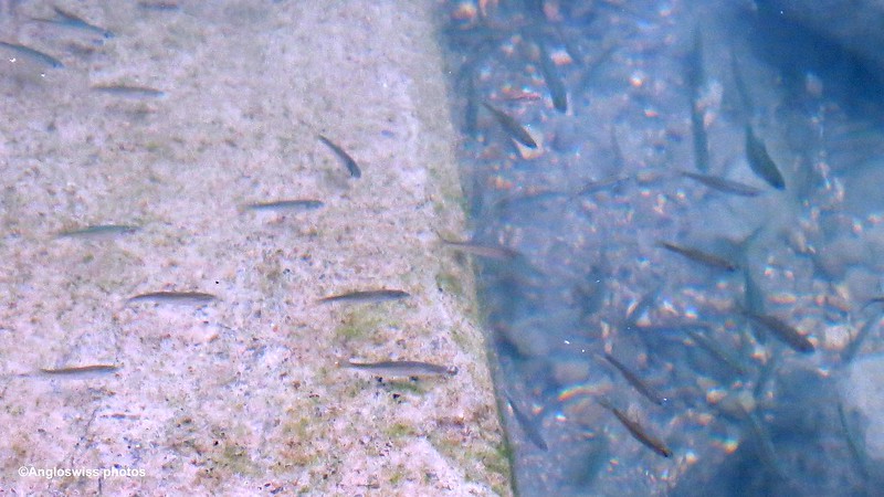 Fish in the River Aar