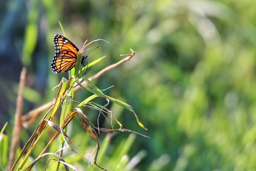 summer nature butterfly august viceroy 2015 summitlakestatepark