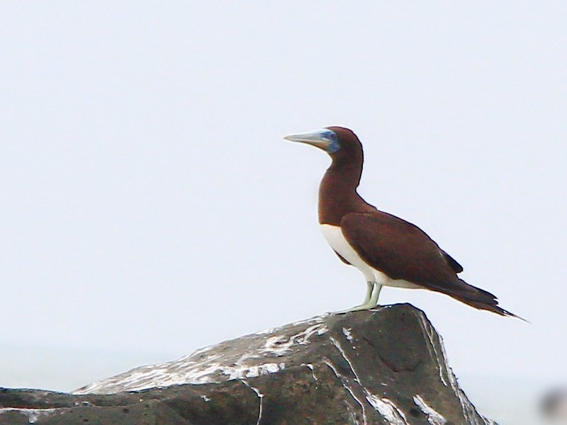 IMG_3575s 白腹鰹鳥 Brown Booby
