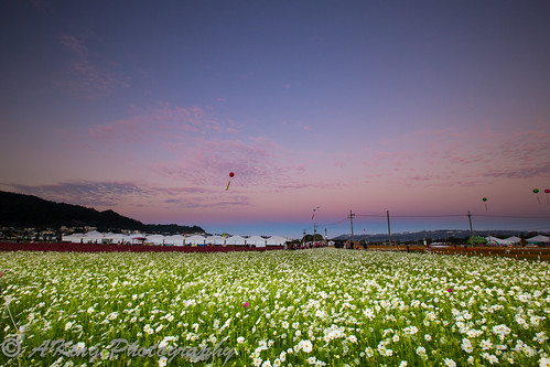 morning autumn sky cloud flower nature field sunrise landscape dawn countryside scenery taiwan landmark taichung 台灣 台中 花海 新社 日出 flowersea 晨