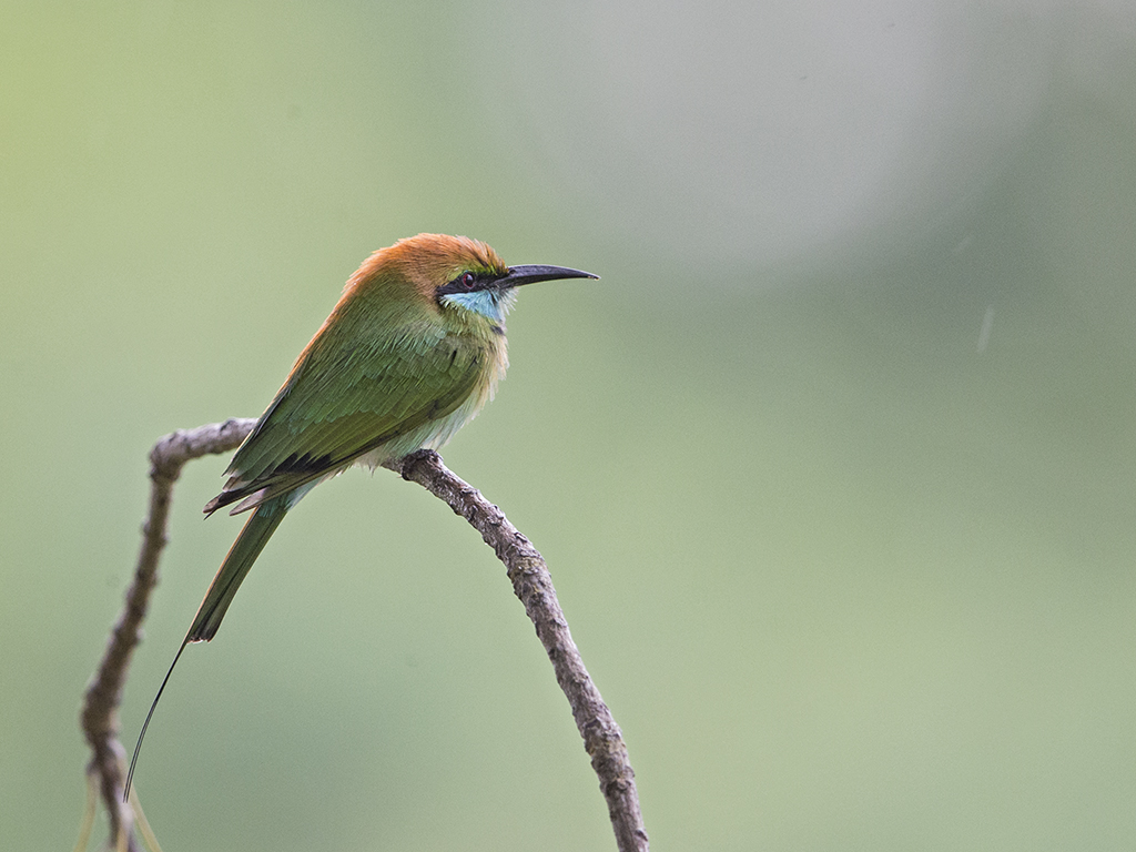 Green Bee-eater    Sri Lanka